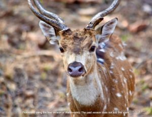 Cheetal Deer