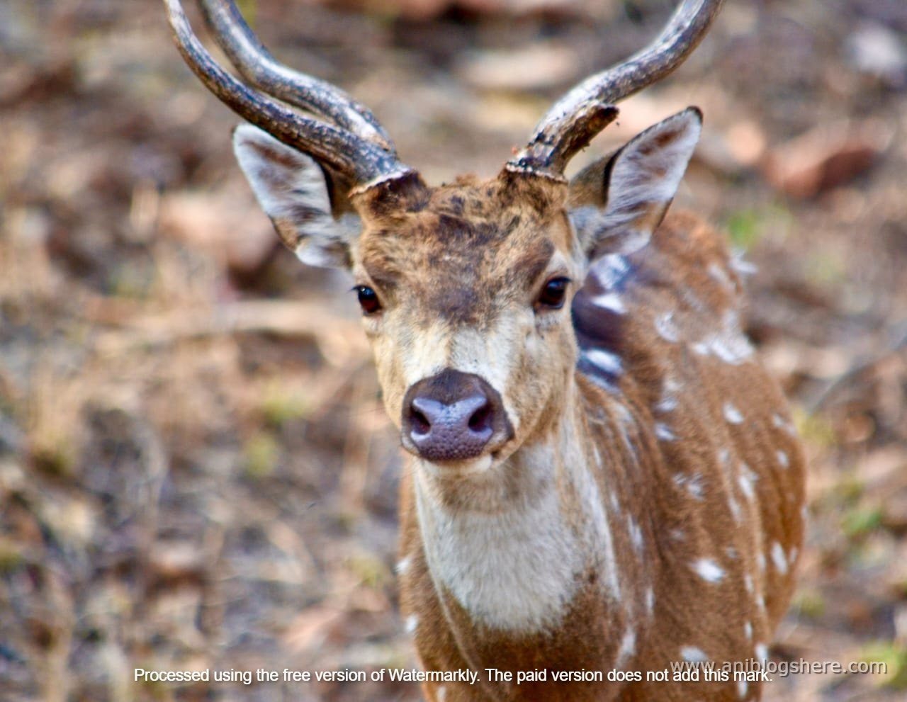 Cheetal Deer