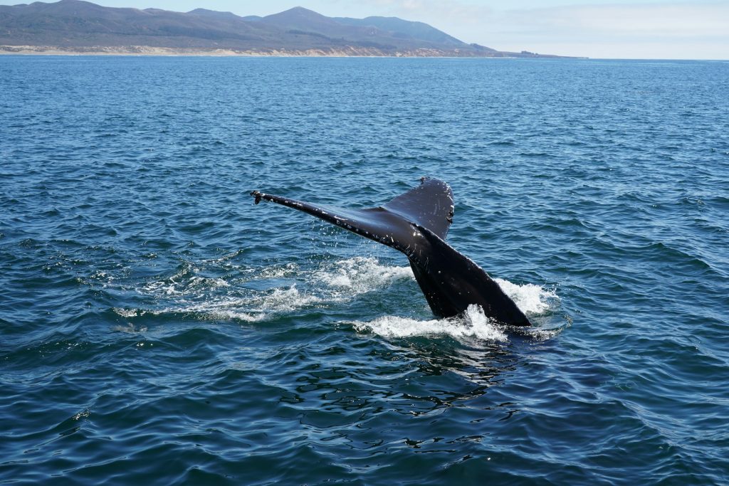 Top 10 Destinations - Breathtaking Ones to Visit in 2026 9 top 10 destinations Top 10 Destinations - Baja California whale watching and desert coastline meeting the Pacific